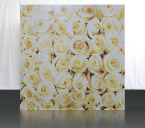 Cream-Roses-2