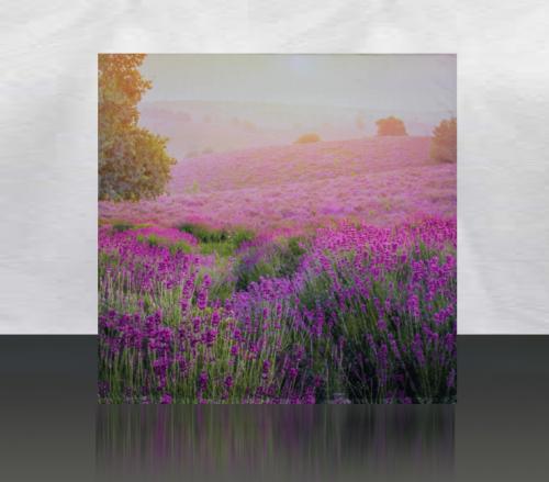 Lavender-Photowall