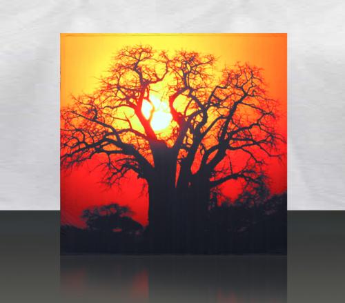 Sunset-Baobab